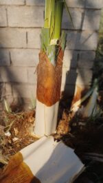 پنیر نخل تازه 1 کیلوگرم